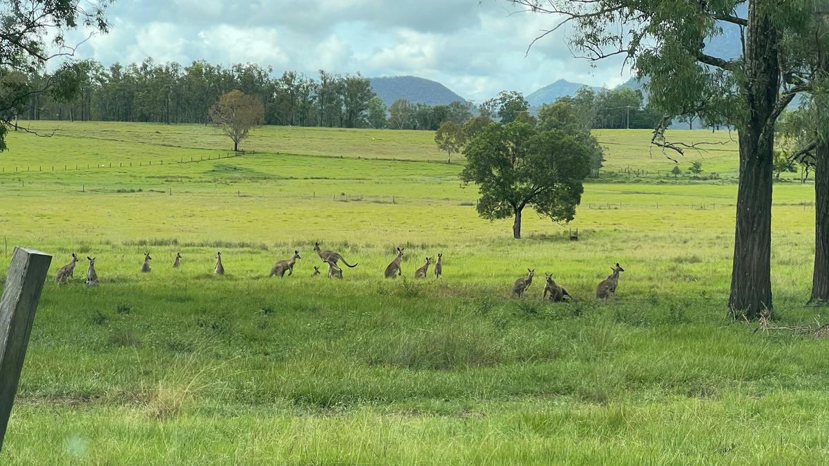 Funny Farm Frazerview
