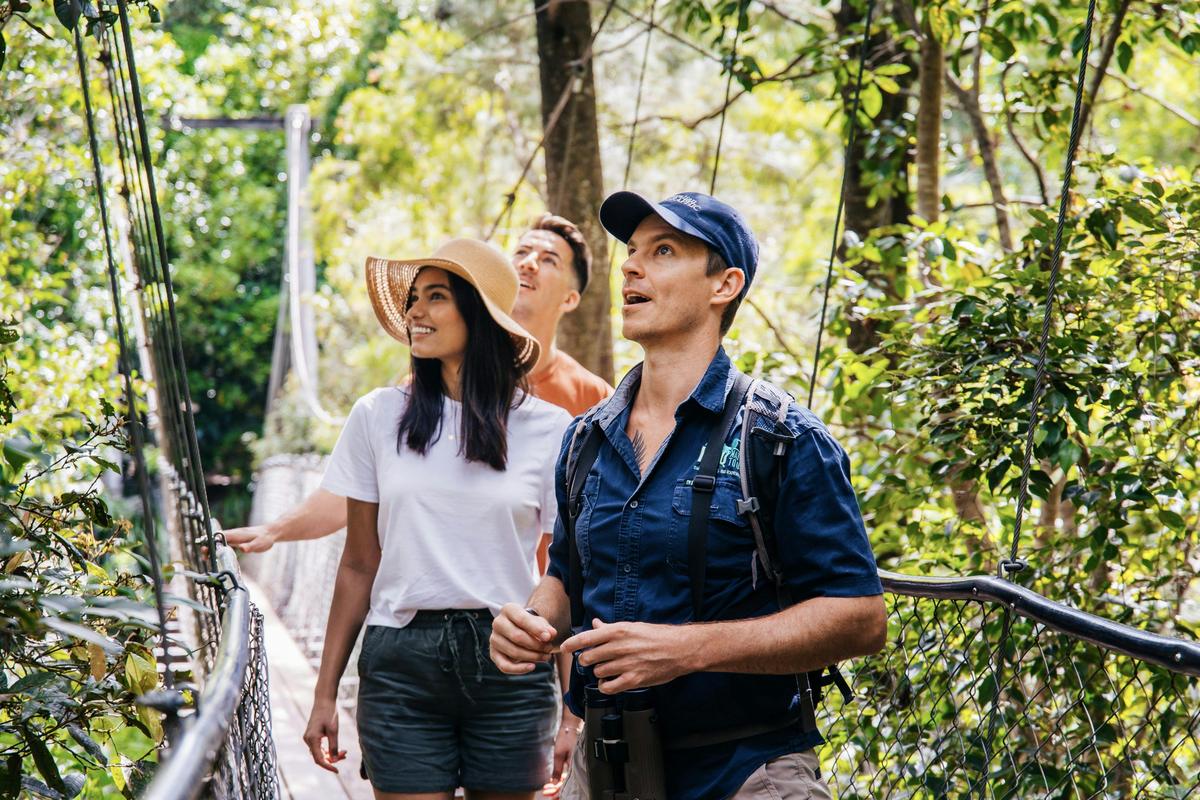 Forest walking on the Tablelands