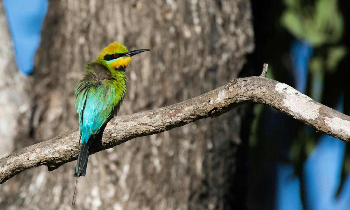 Tropical Wetlands Birdwatching