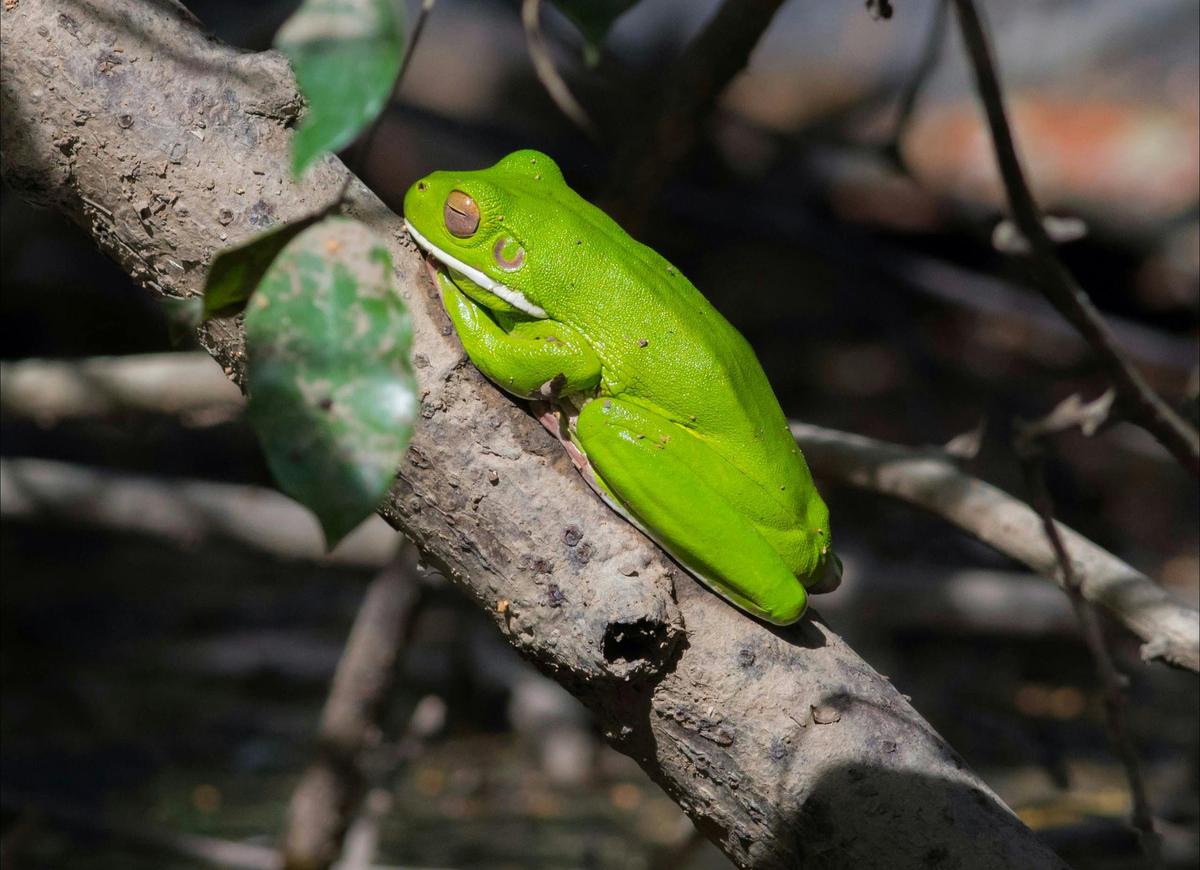 Daintree Exclusive