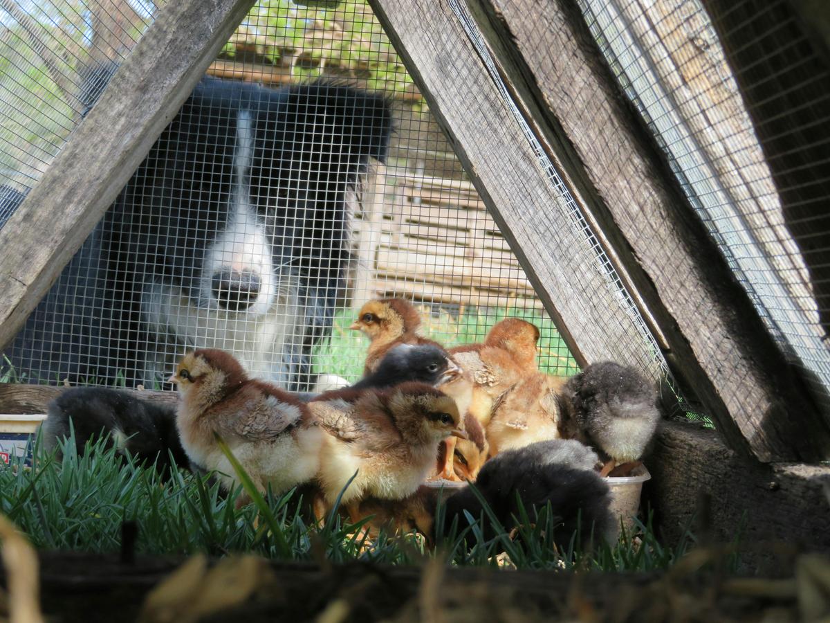 Baby chickens