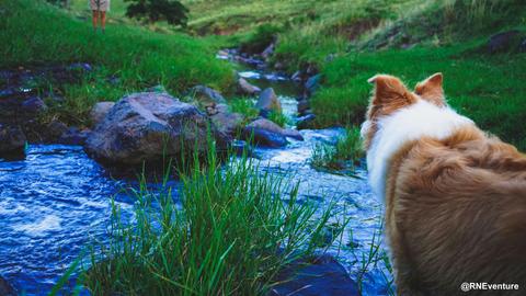 Frog’s Hollow Scenic Rim