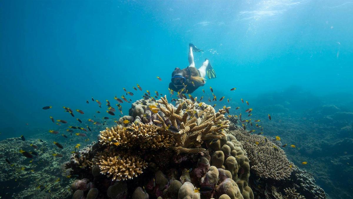 Frankland Islands Reef Cruises