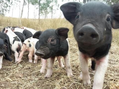 Hayride Farm Tour