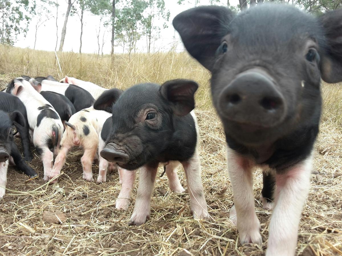 Hayride Farm Tour