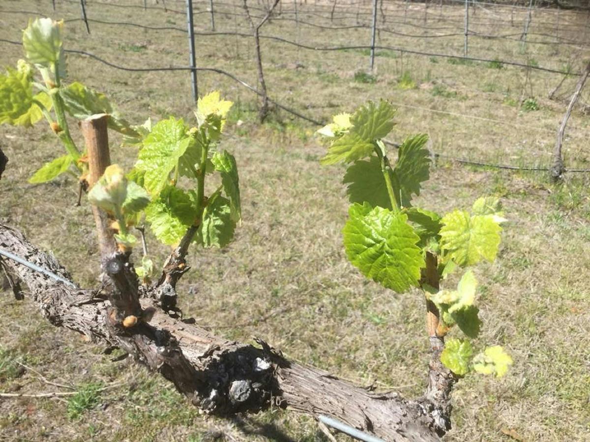 Bud burst in the vineyard
