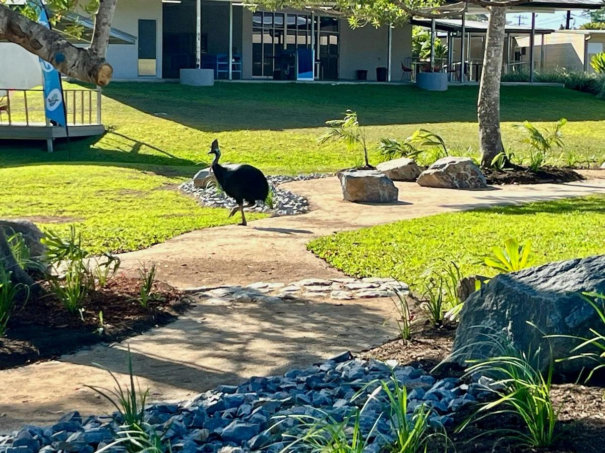 Cassowary Dreamtime Trail