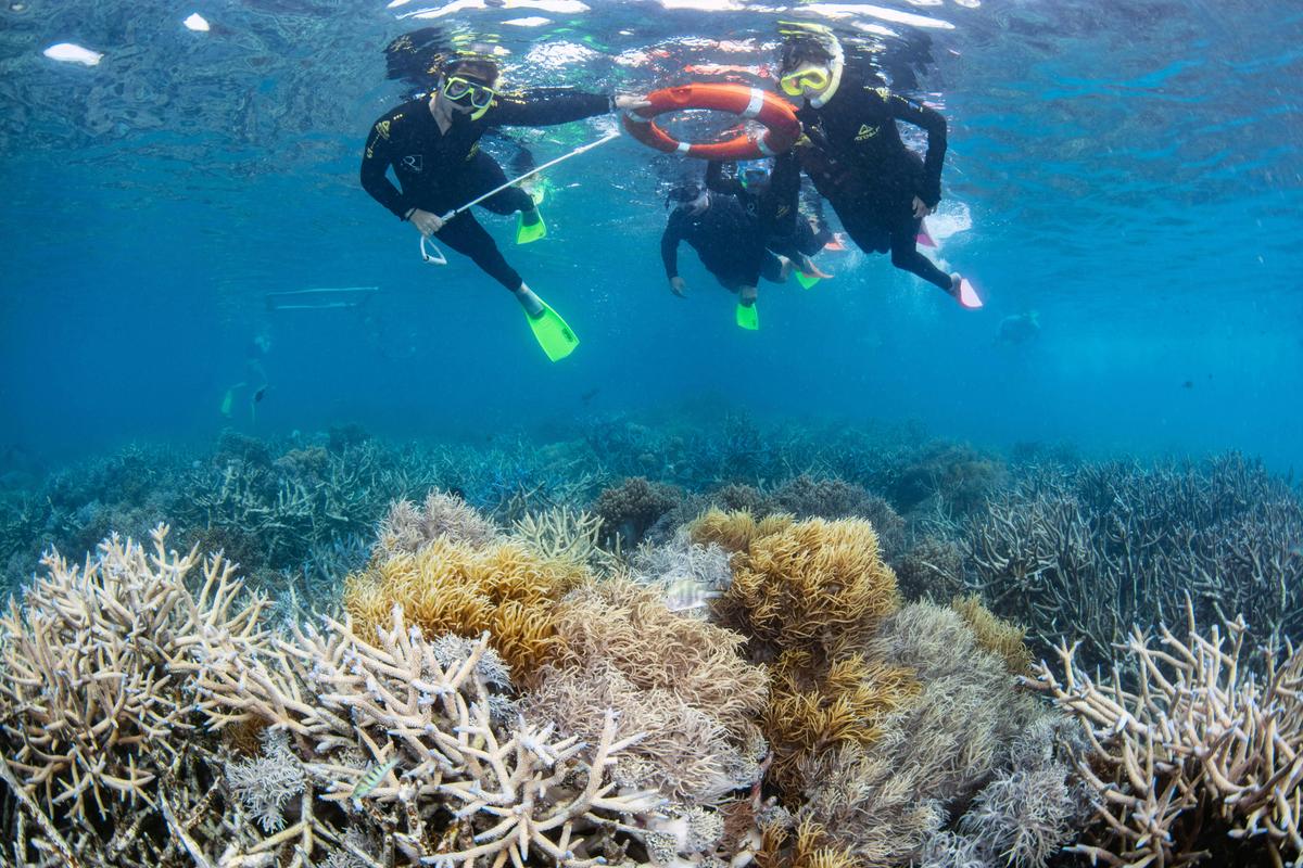 Great Barrier Reef Adventure