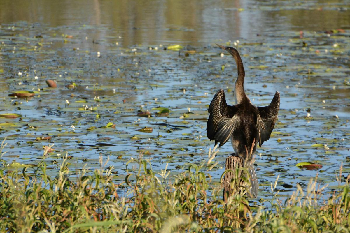 Lake Apex Bird Life
