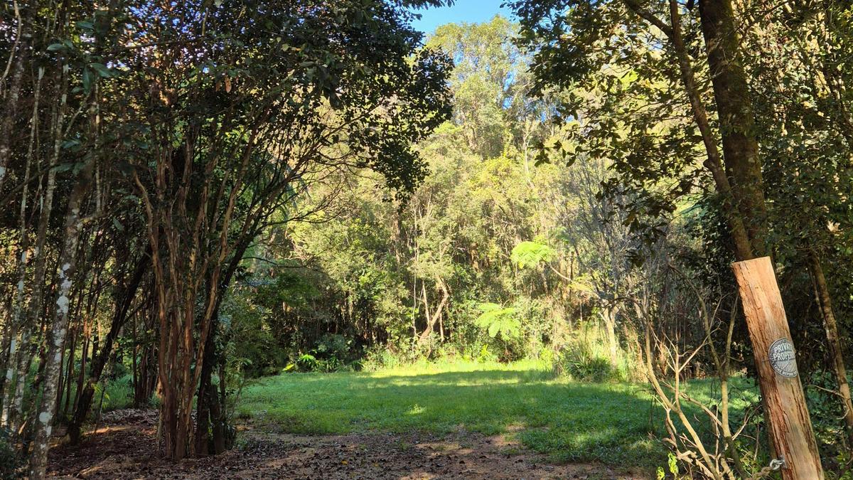Gillies Creek Clearing
