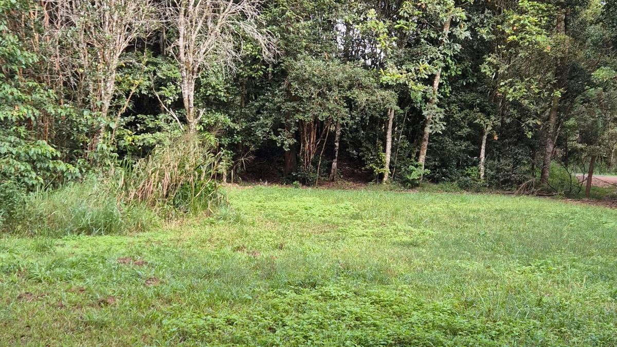 Gillies Creek Clearing
