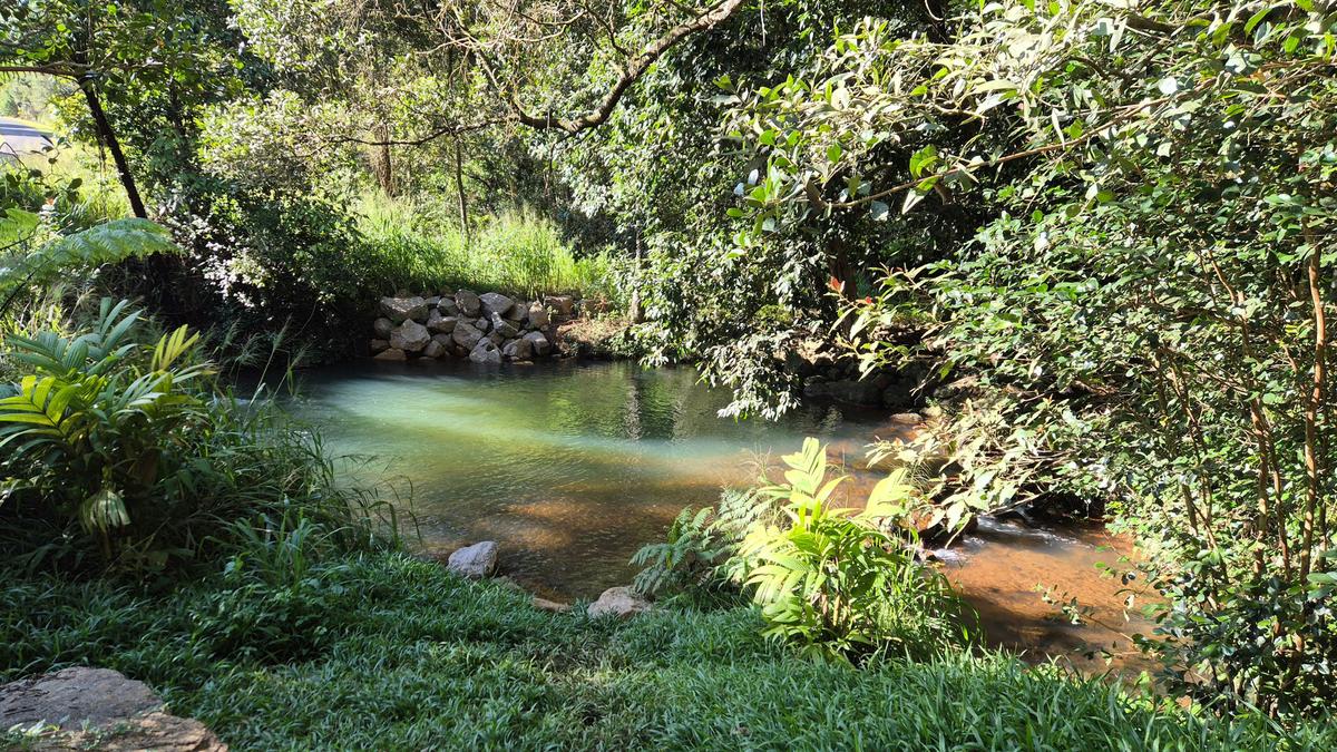 Gillies Creek Clearing