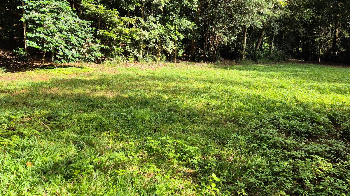 Gillies Creek Clearing