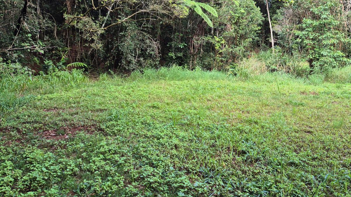 Gillies Creek Clearing