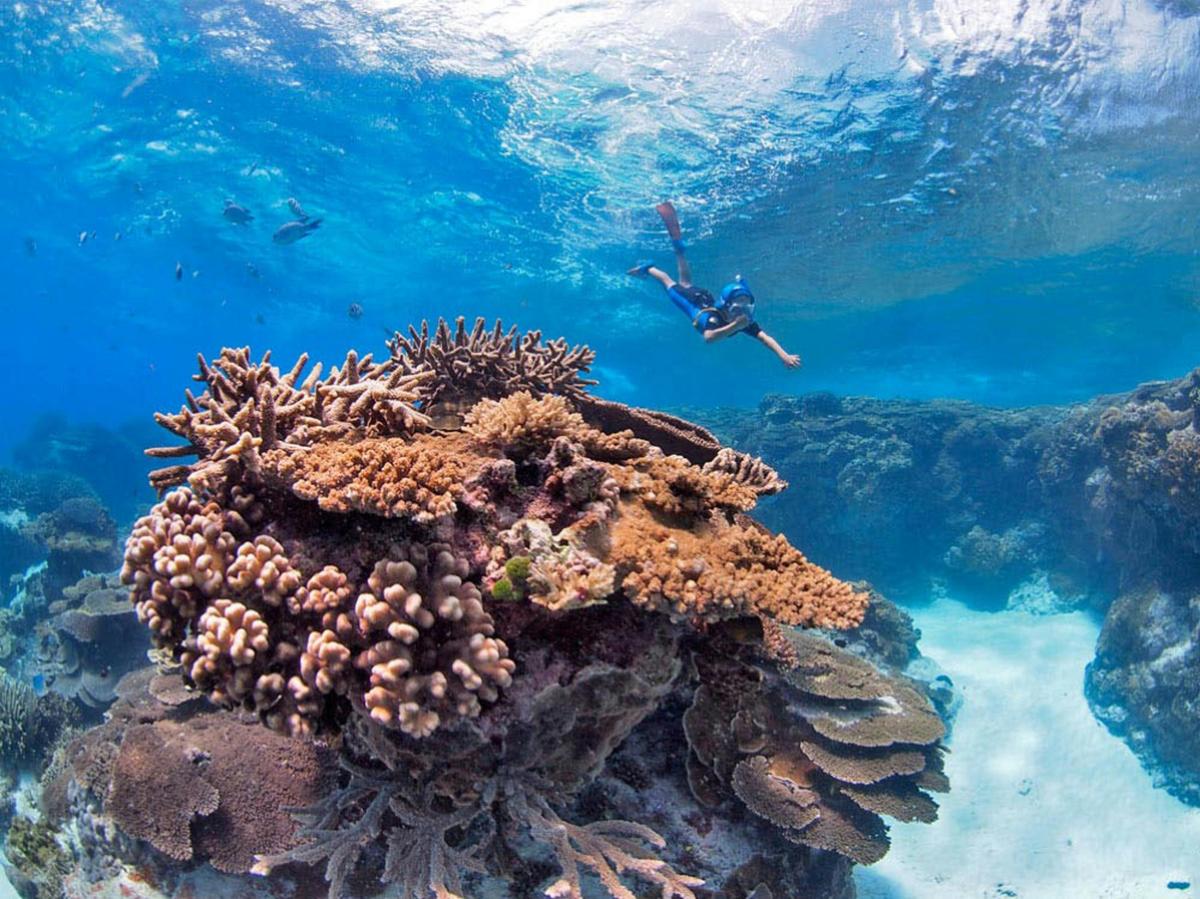 Coral Gardens