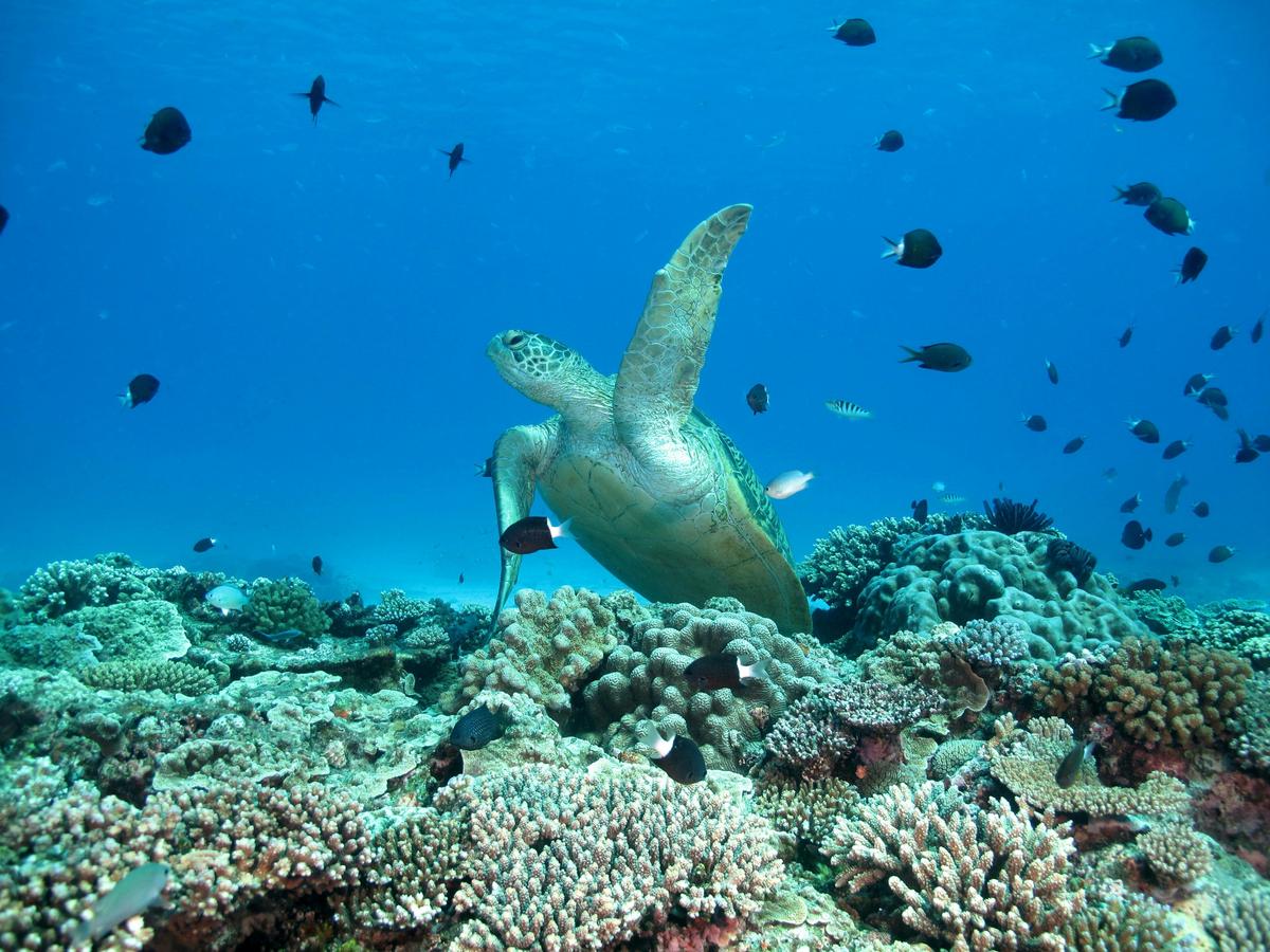 Great Barrier Reef Day Trip ex Bundaberg