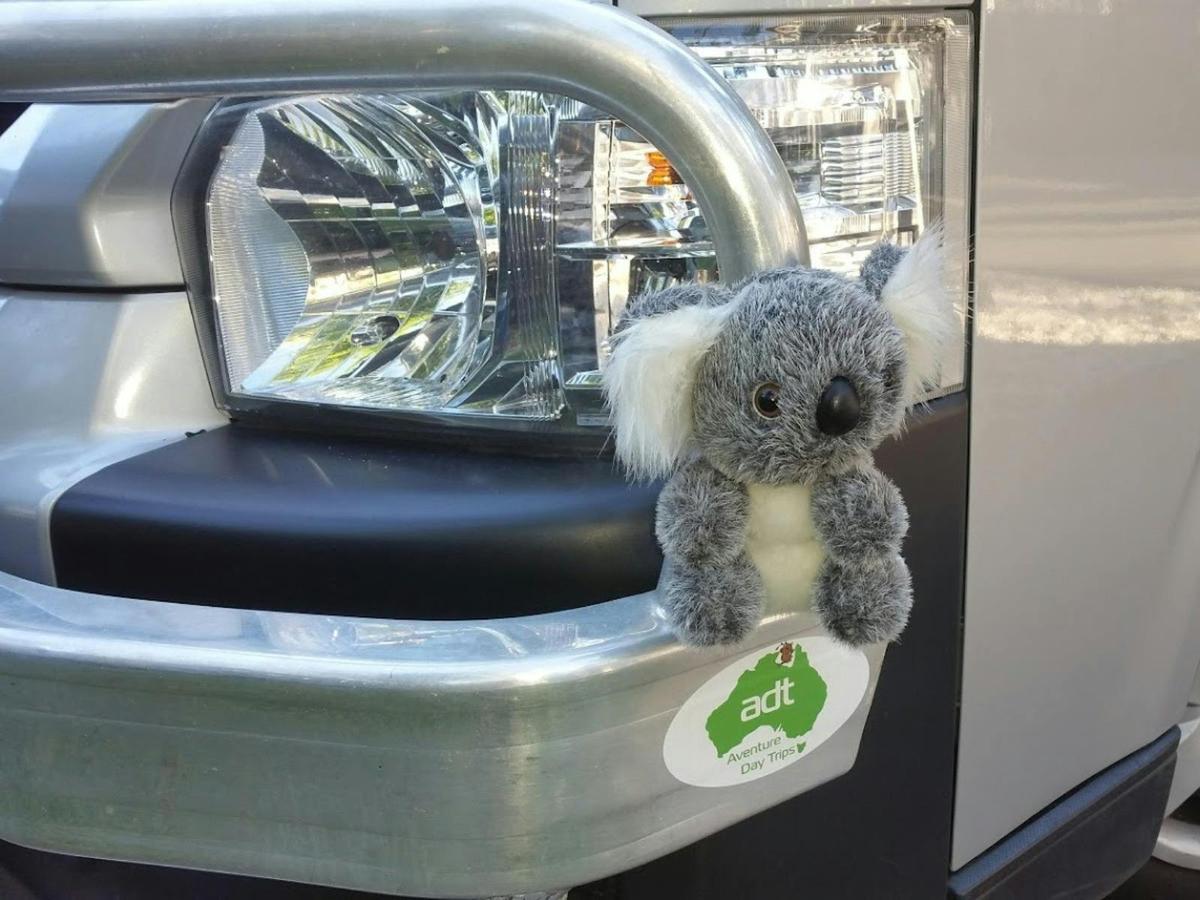 Gold Coast Currumbin Wildlife Sanctuary & Burleigh Heads Private Tours (8 hours)