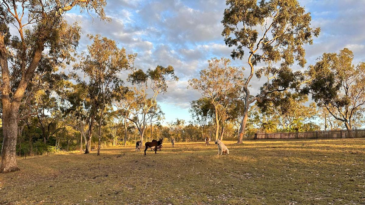 Goanna Gully