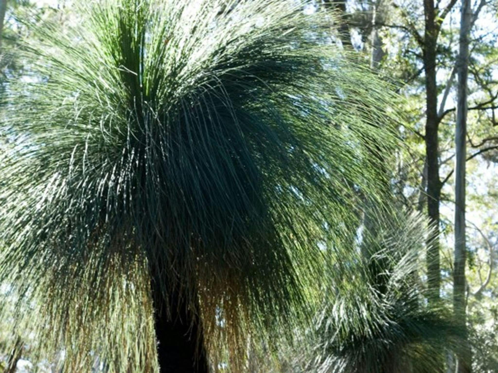 Grass trees at Gap Creek, Monkey Face lookout area in Watagans National Park. Photo: Botanic Gardens