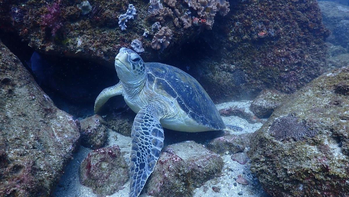 Discover Scuba Diving