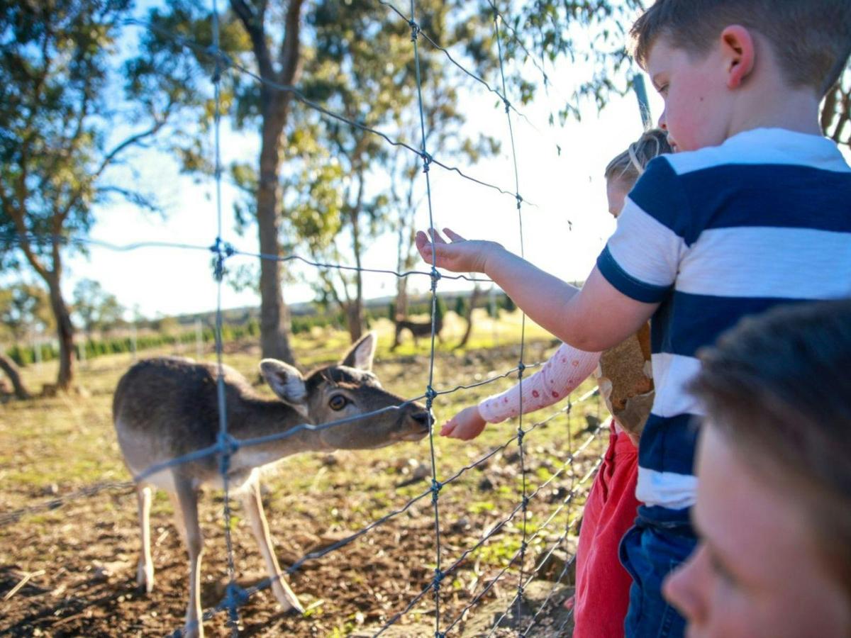 Feed our friendly Christmas Farm animals