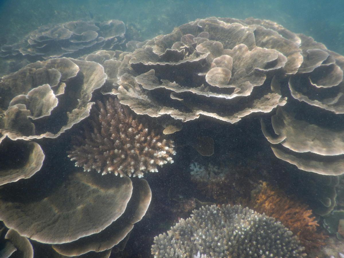 Snorkelling Safari