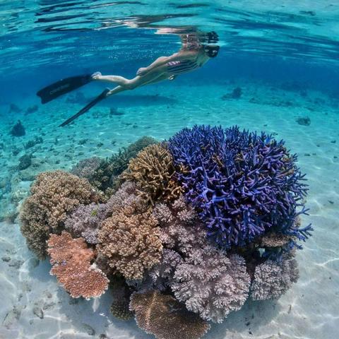 Snorkelling Safari