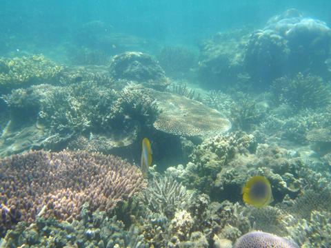 Snorkelling Safari