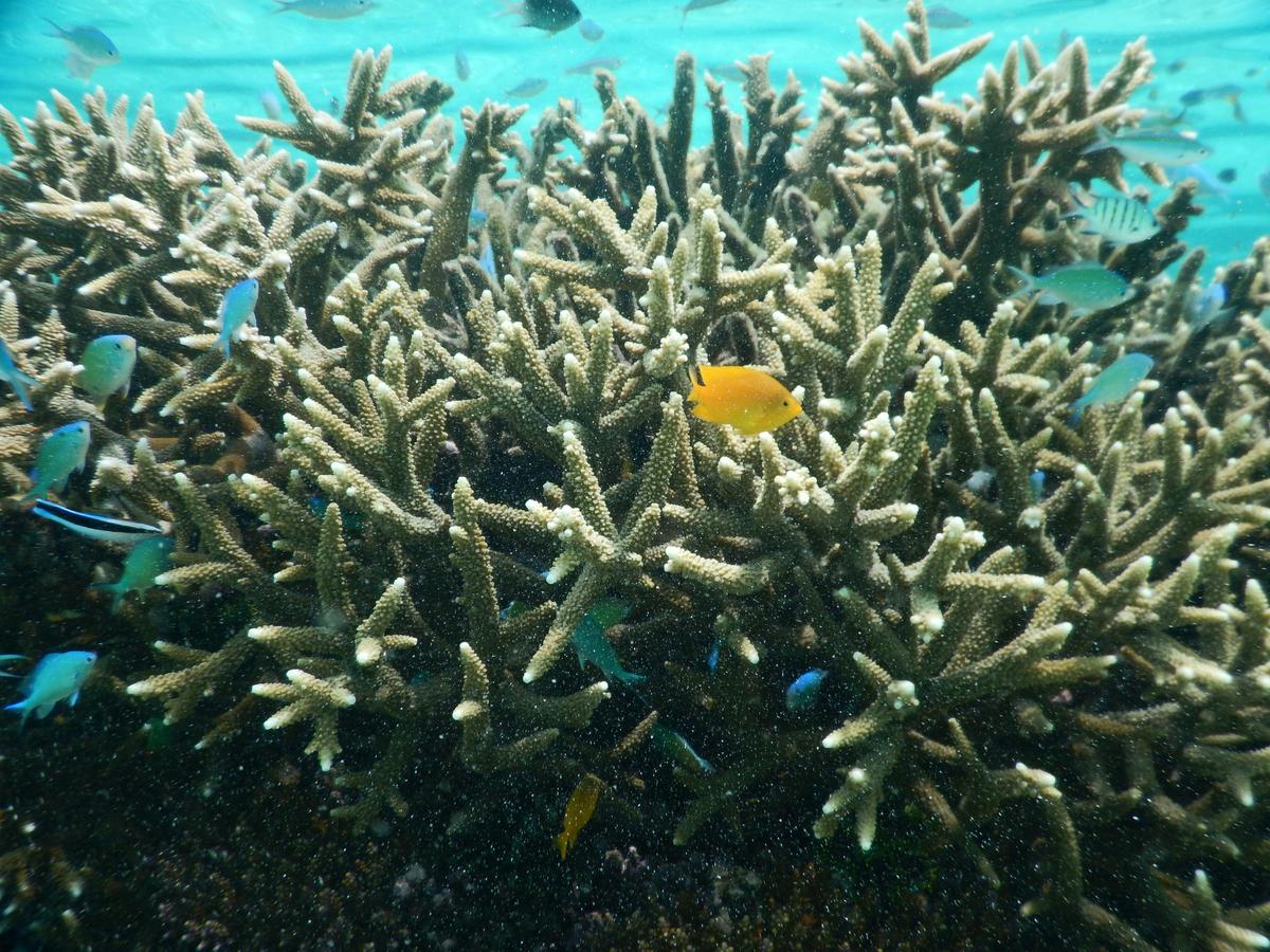 Dr Adele will show you the secrets of The Reef