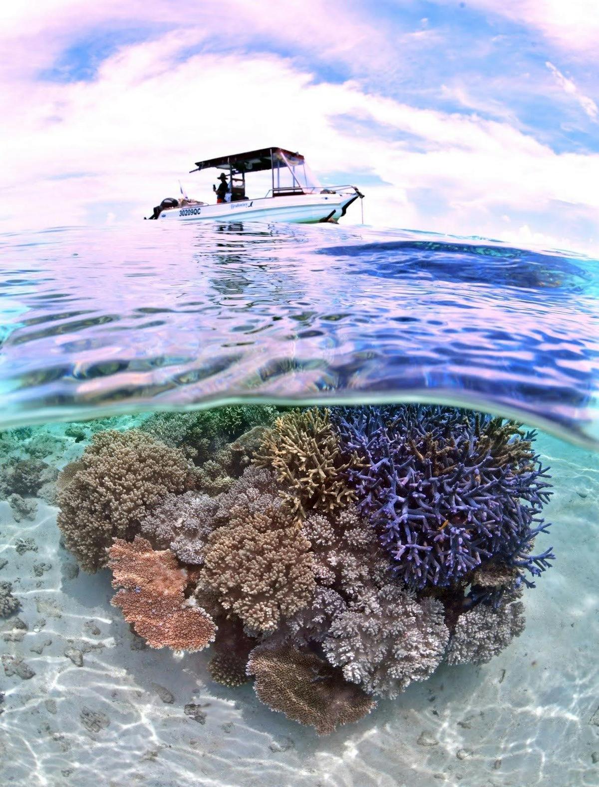 Snorkelling the Mermaid's Garden only an hour from Mission Beach.