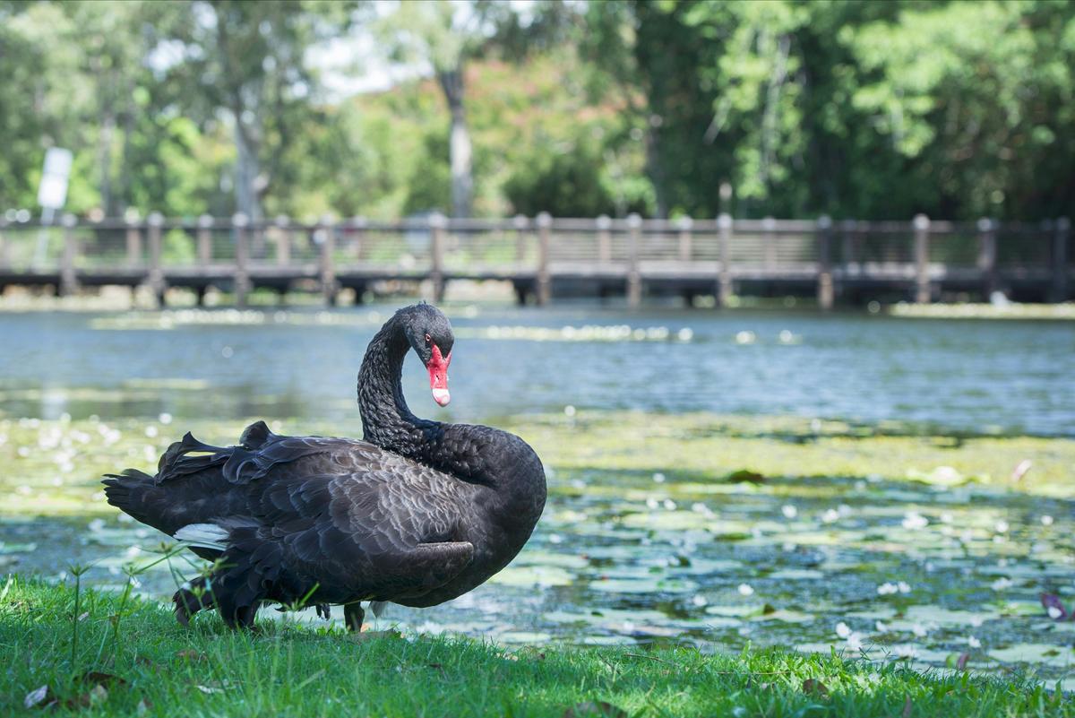 Swan lake