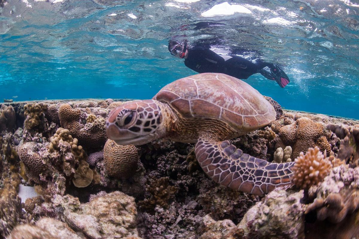 Great Barrier Reef Day Tour ex Gold Coast