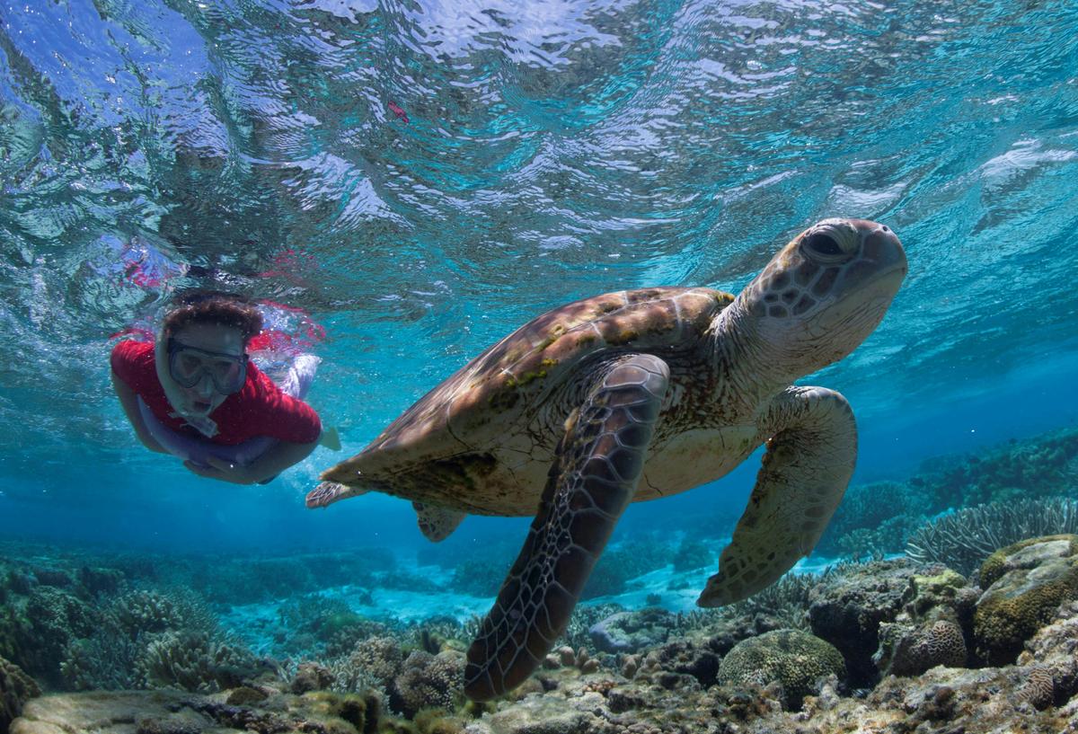 Snorkelling with turtles