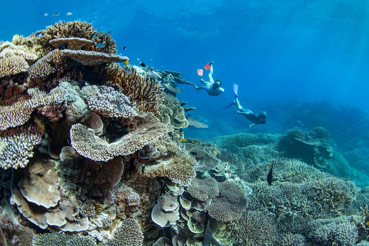 Great Barrier Reef Day Tour ex Brisbane (Redcliffe)
