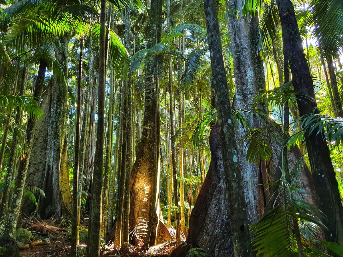 A wander in Tamborine National Park