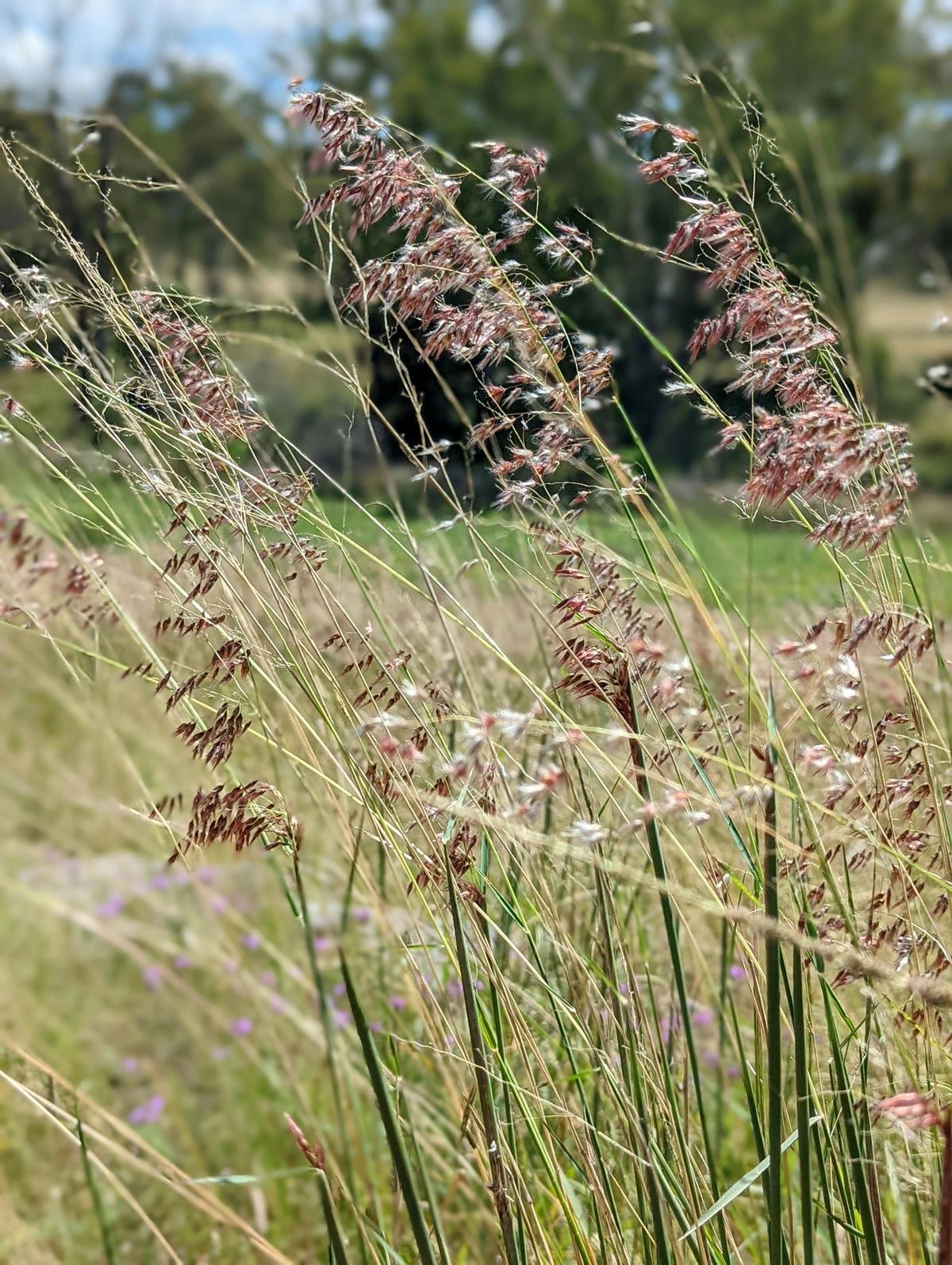 Wildflowers