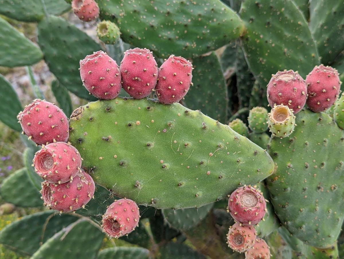 Cactus fruit