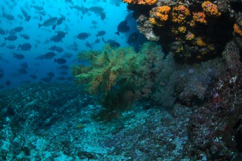 Henderson Rock Dive Site