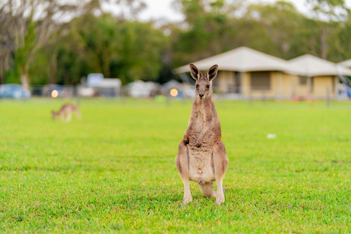 Wildlife