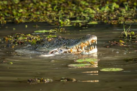 Top End Discovery: Darwin, Kakadu & Litchfield