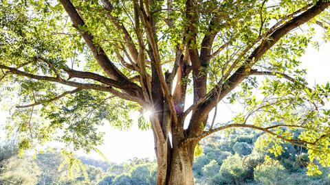 GreyGum At Beattie Creek