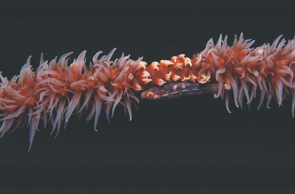 Great Detached Reef