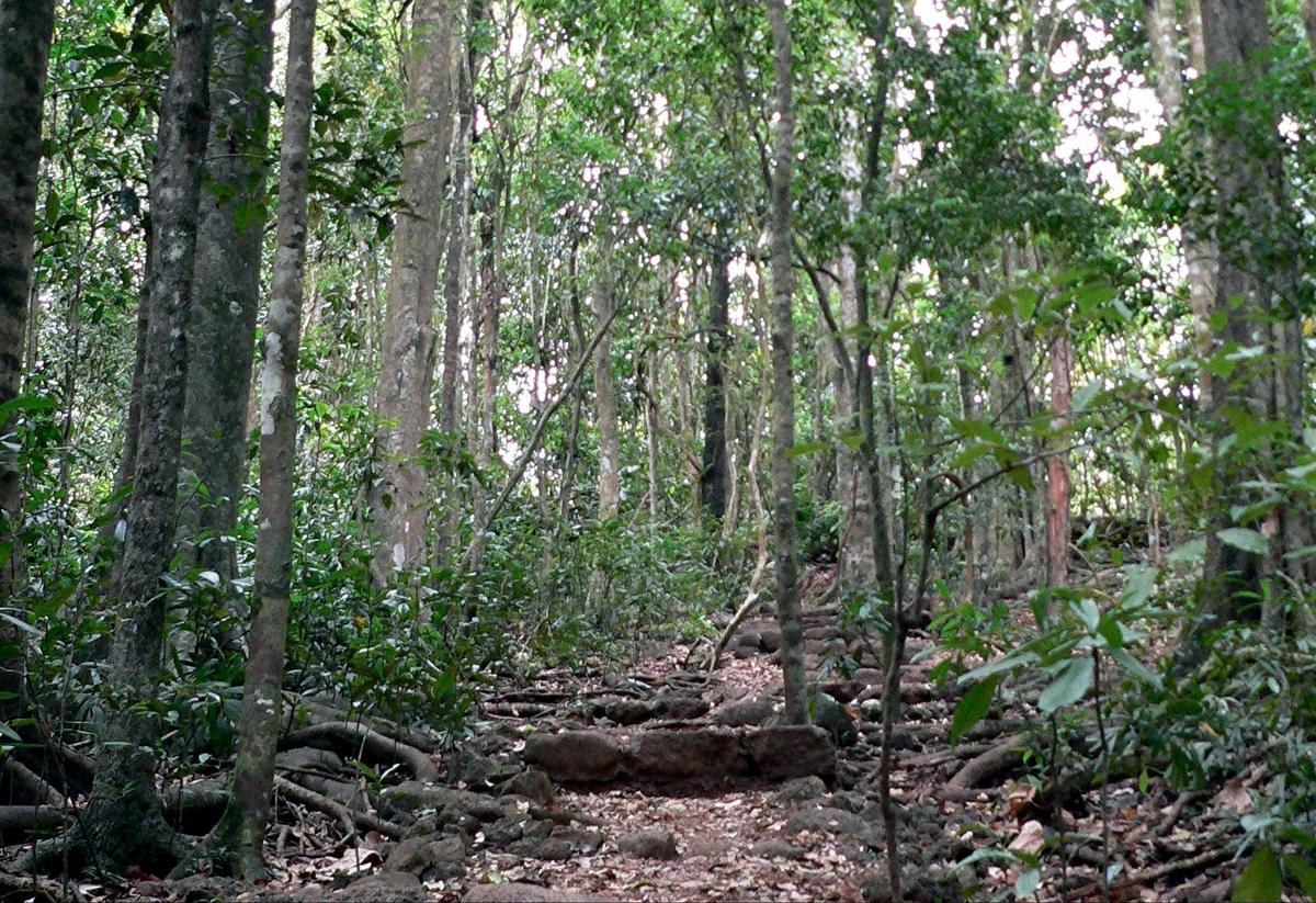 Track through forest, Hallorans Hill Conservation Park