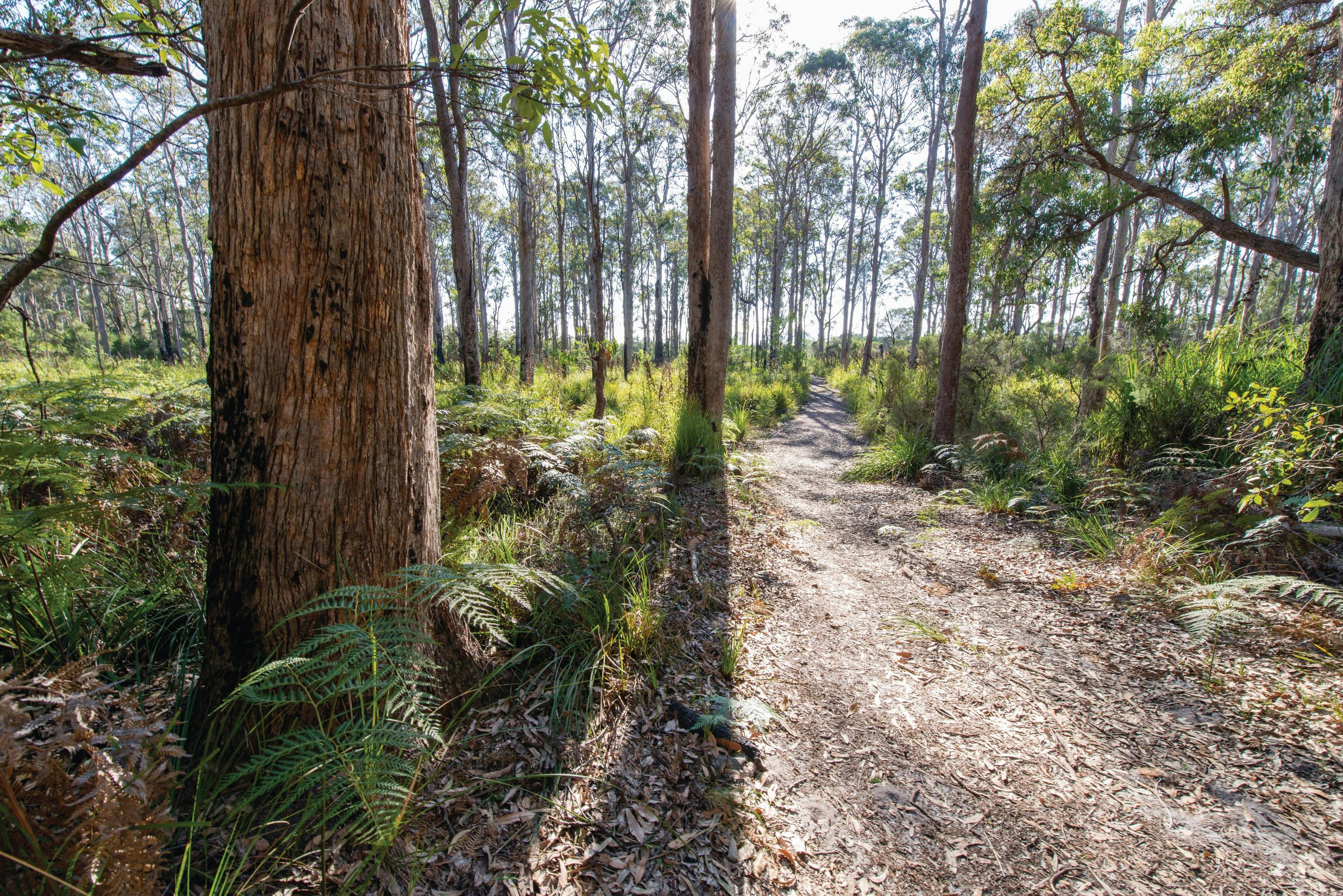 Nadgee Nature Reserve