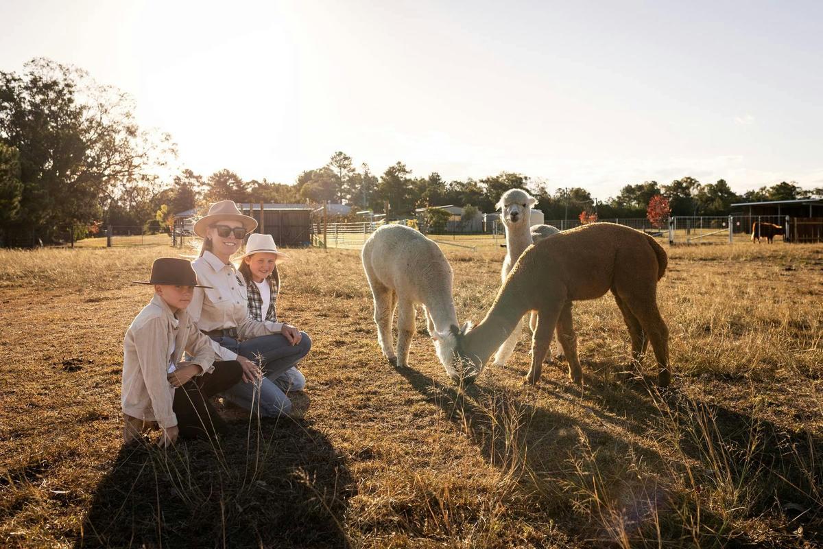 Alpacas love our visitors