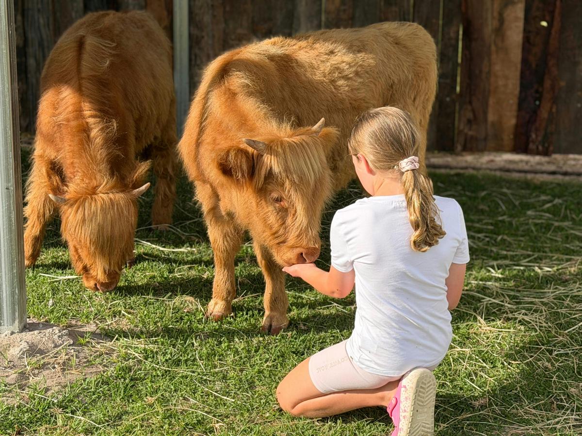 Our Highland Cows are gentle and comfortable around children