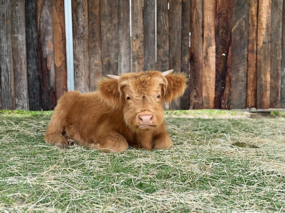Beautiful Miniature Highland Cow