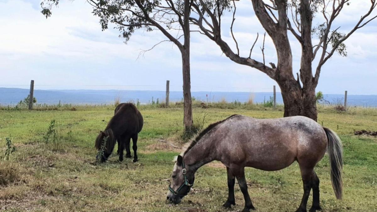 Hilltop Farm, Camping and Glamping.