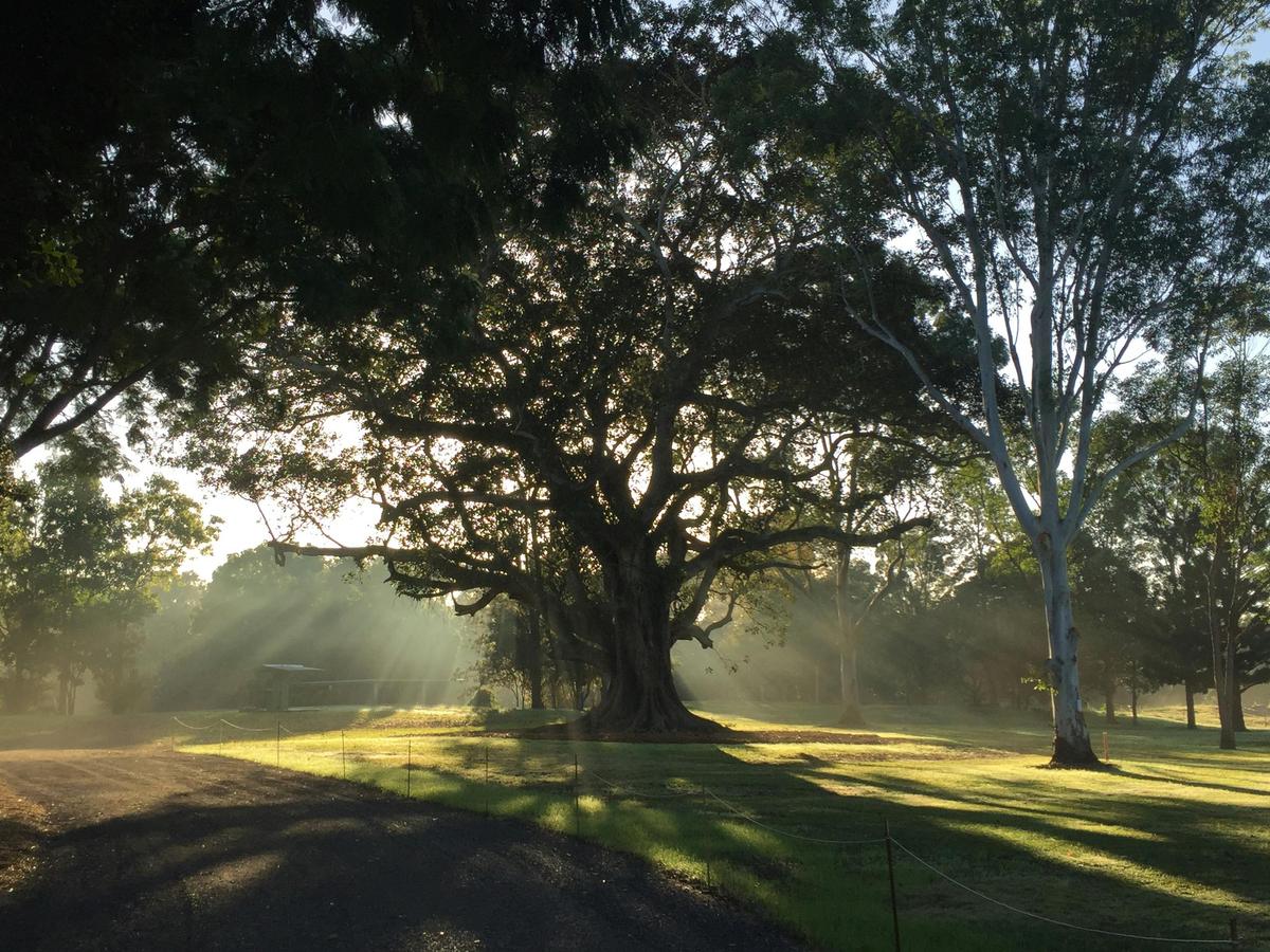 Fig tree