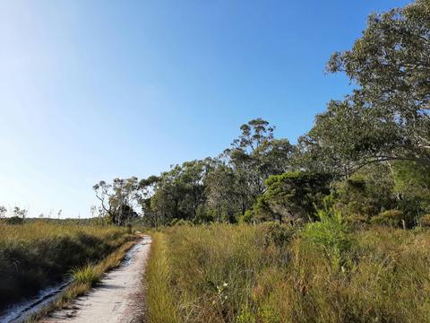 Nature & Forest Bathing, Mooloolah River National Park